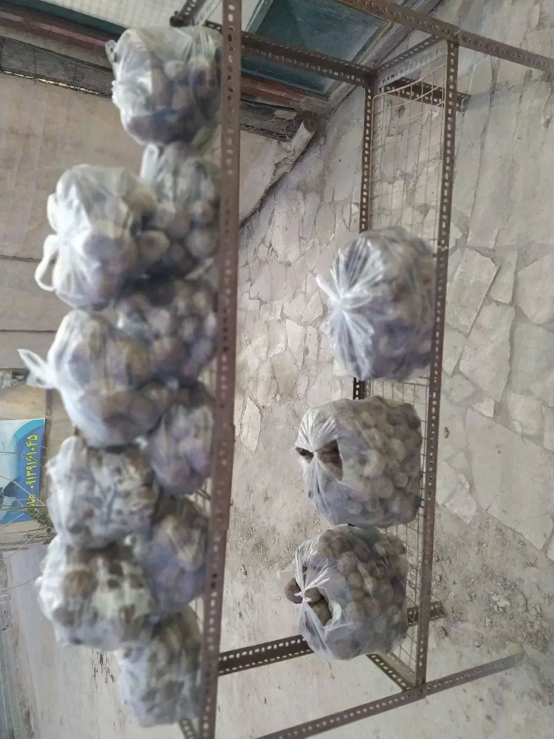 چغندرلبو|خدمات باغبانی و درختکاری|برخوار, |دیوار