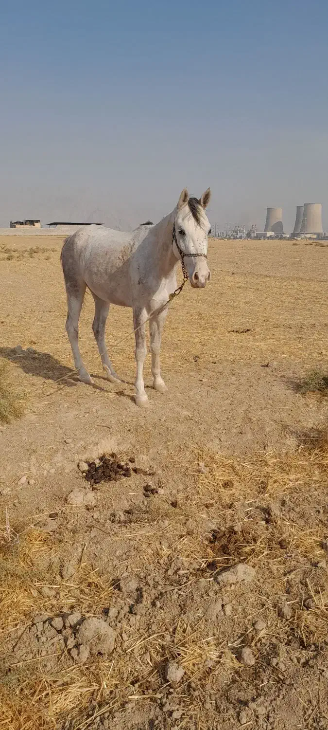 اسب مادیون بنام پدیده|اسب و تجهیزات اسب‌سواری|کازرون, |دیوار