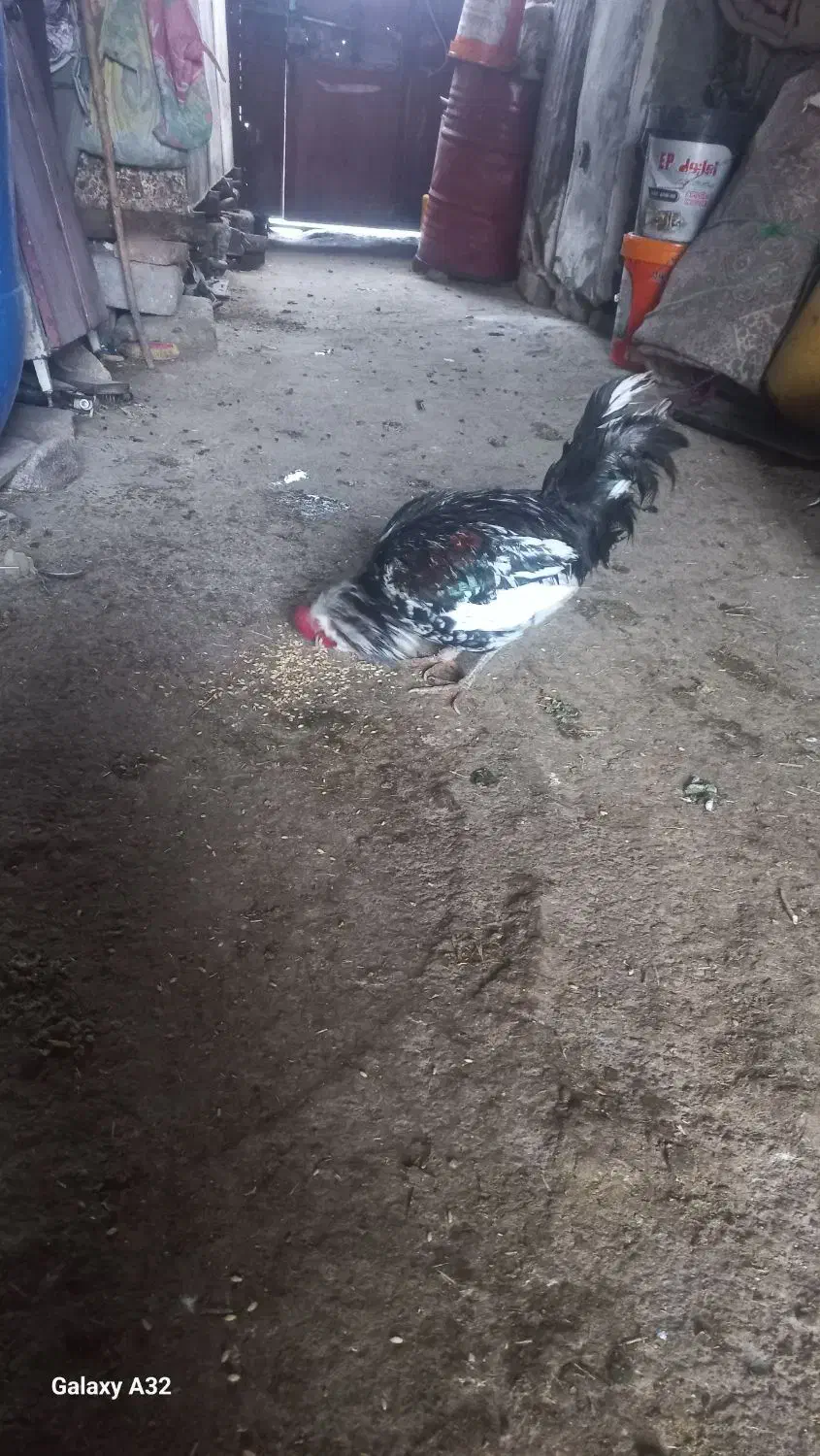 خروس گلین دارم فروشی|حیوانات مزرعه|جوانرود, |دیوار