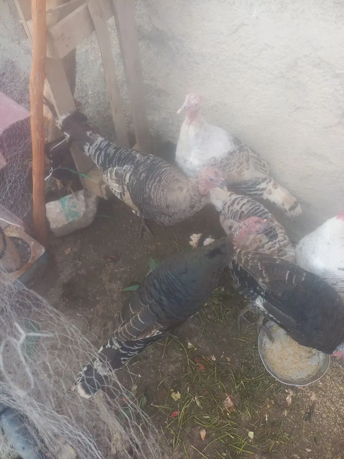 تعدادی بوقلمون نر و ماده|حیوانات مزرعه|کوهدشت, |دیوار