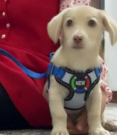 سگ شیتزو کراس|سگ|تهران, مخصوص|دیوار