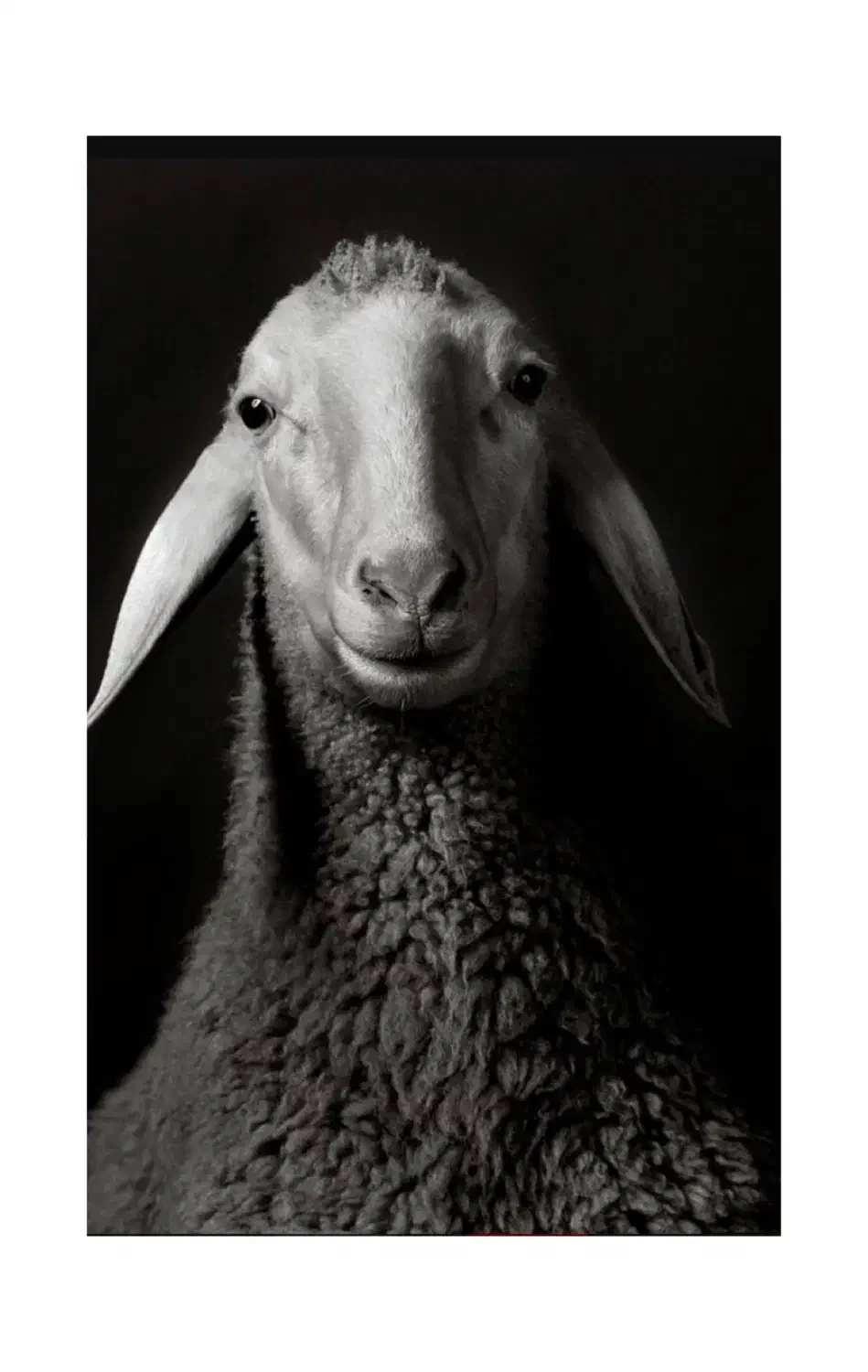 فروش گوسفند زنده سالم و آماده ذبح|حیوانات مزرعه|قدس, شهر‌قدس|دیوار