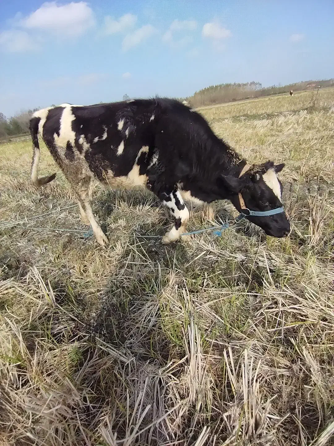 چندین راس گاو گوساله لیشه سیمینتال تلیسه|حیوانات مزرعه|رشت, بلوار گیلان|دیوار