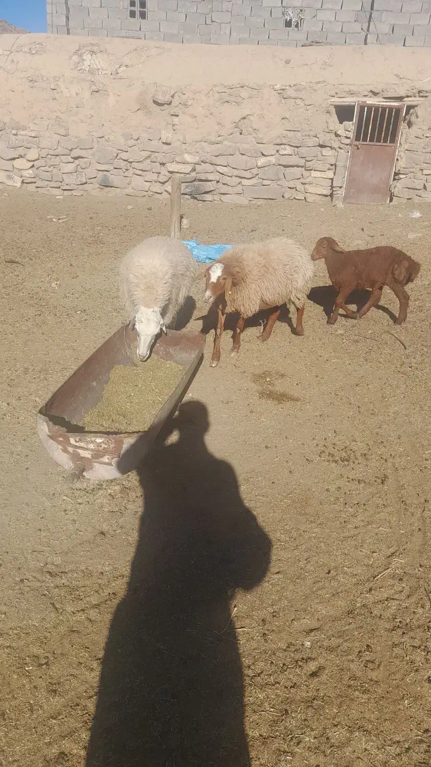 میش زایده|حیوانات مزرعه|تربت جام, جلگه موسی آباد|دیوار