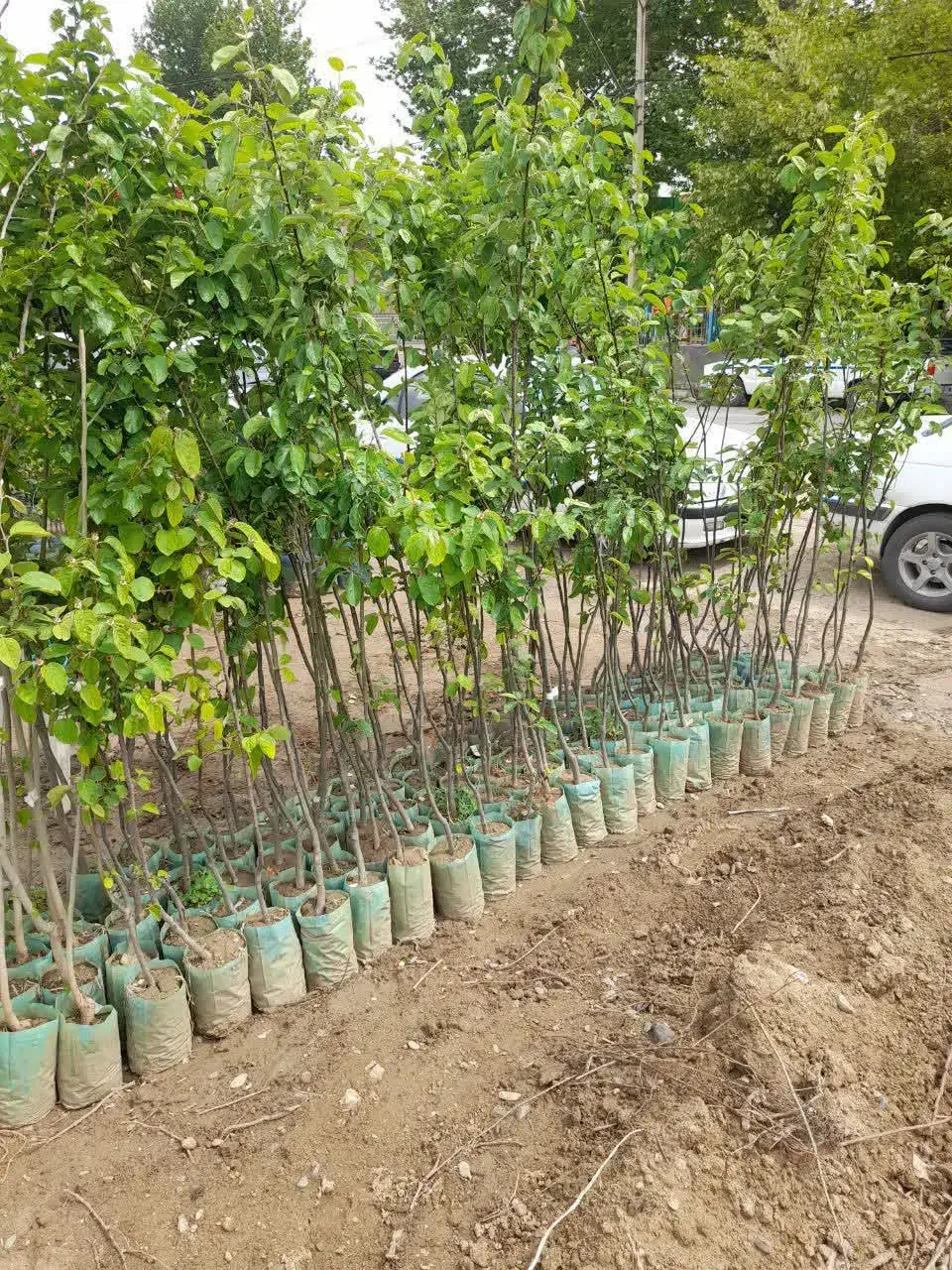 نهال فروشی علی همراهی|خدمات باغبانی و درختکاری|اراک, |دیوار