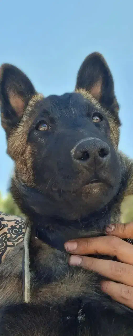 سگ مالینویز بلژیکی|سگ|مرودشت, نقش رستم|دیوار