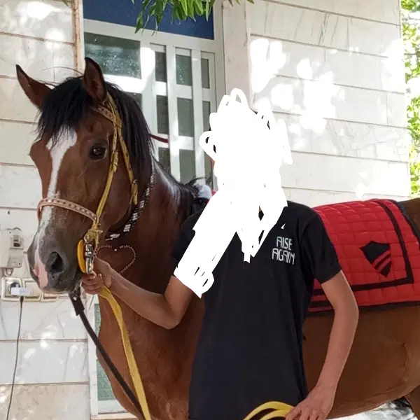 اسب|اسب و تجهیزات اسب‌سواری|مهریز, |دیوار