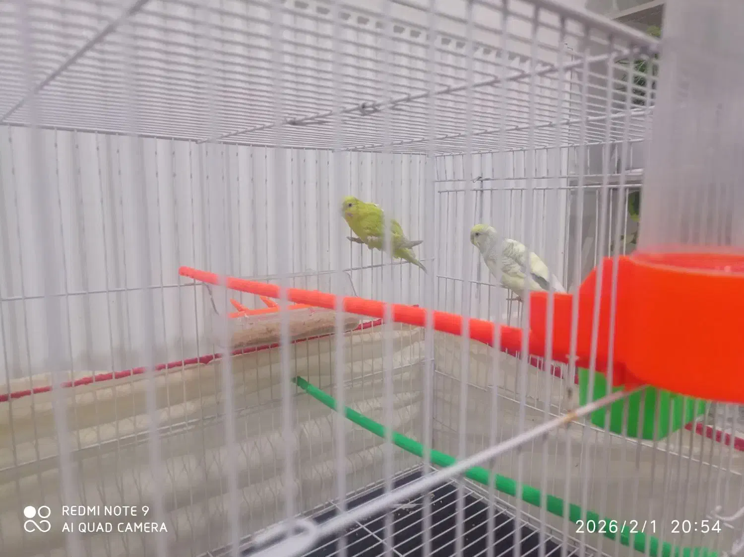 جفت مرغ عشق|پرنده|بیرجند, |دیوار