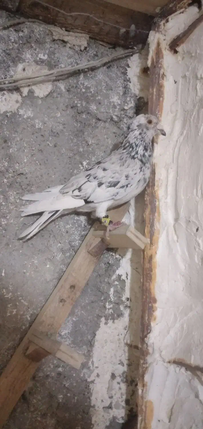 سار سرور رنجر|پرنده|شاندیز, |دیوار