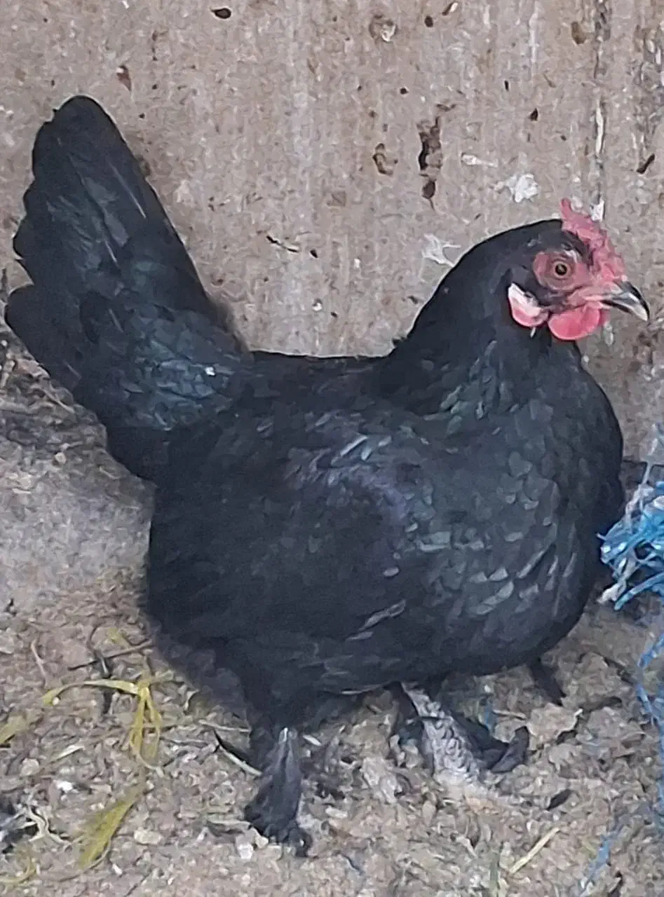 مرغ محلی|حیوانات مزرعه|قم, شاه احمد قاسم|دیوار