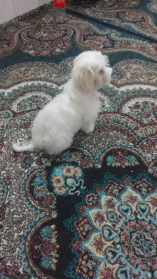 سگ نر نژاد شیتزو|سگ|یزد, |دیوار