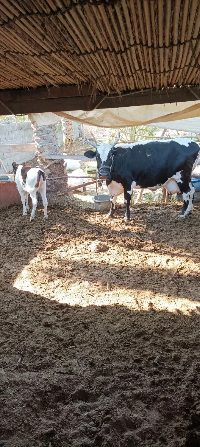 گاو شیری با گوساله ماده|حیوانات مزرعه|بند زرک, |دیوار