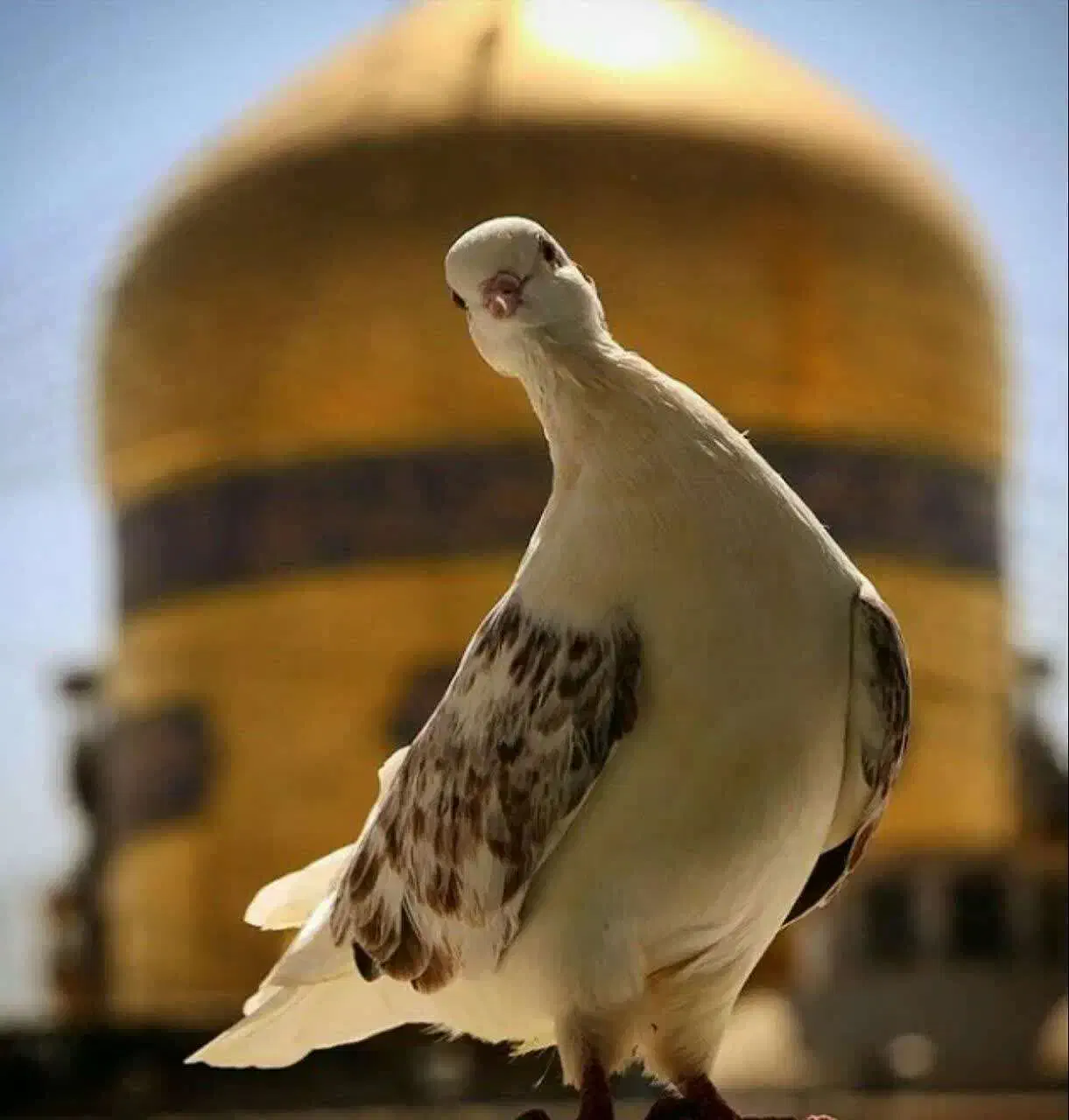 کاروان زیارتی مشهد مقدس|تور و چارتر|اقلید, |دیوار