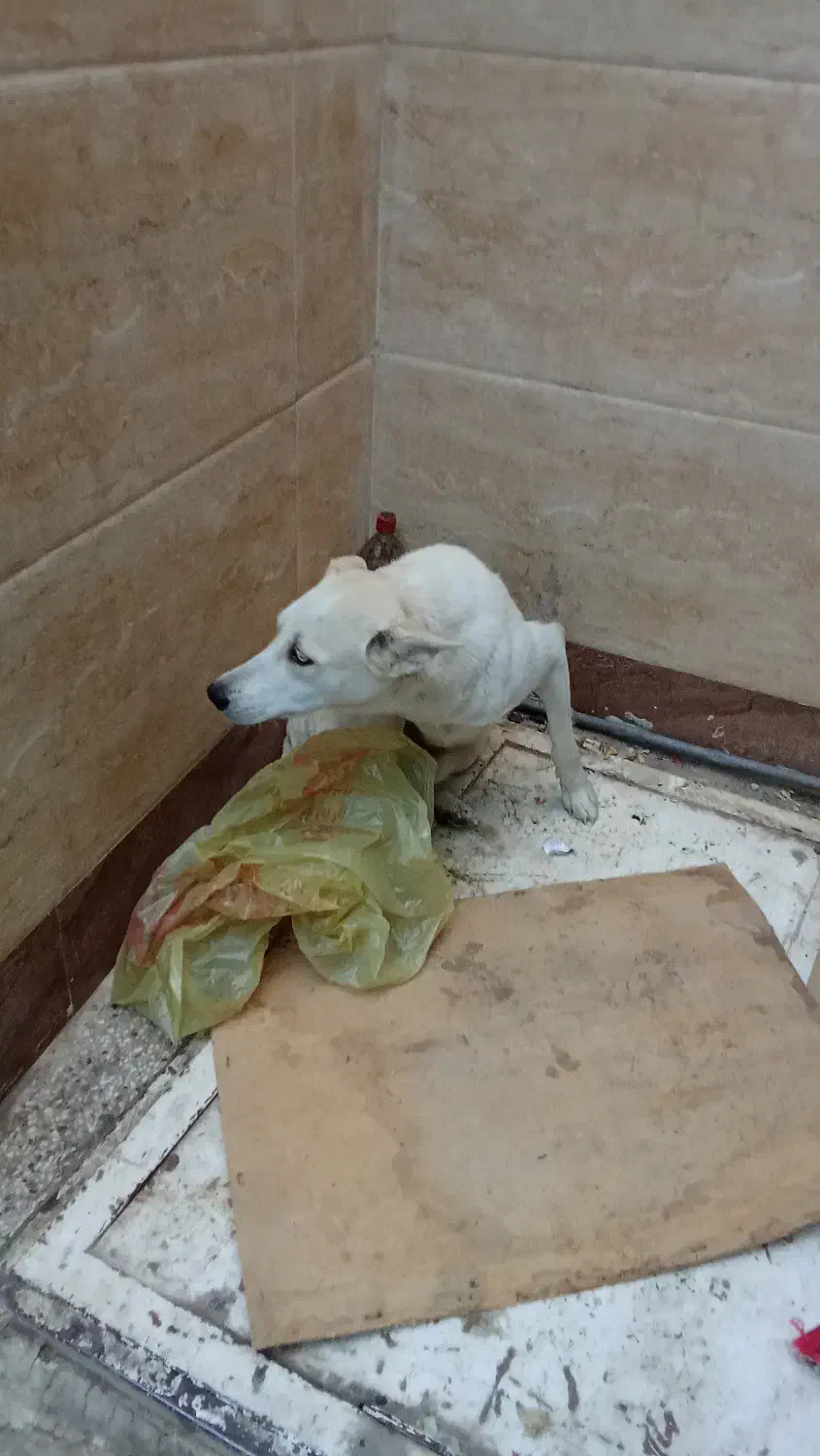 سگ خانگی|سگ|اصفهان, طامه|دیوار