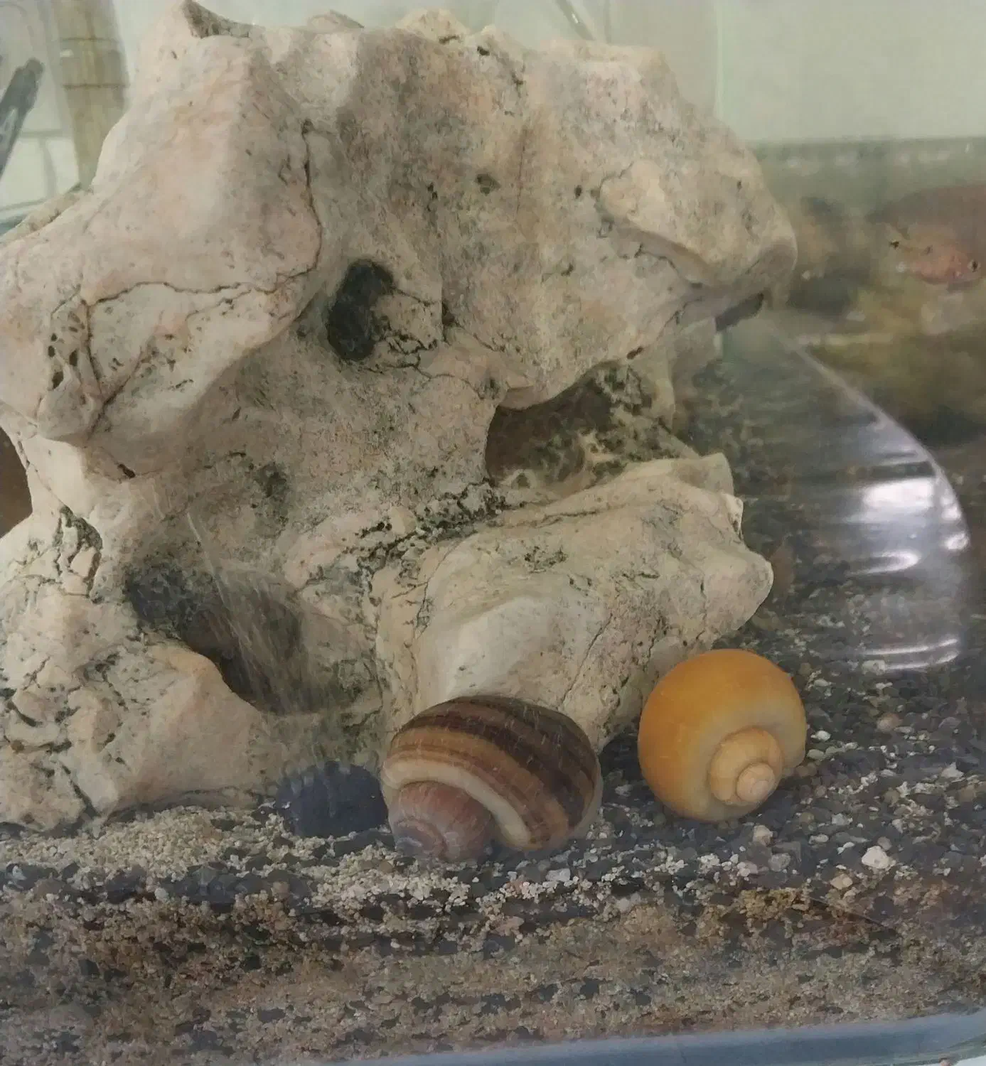 حلزون ( حلزون سیب )|ماهی|پیر بکران, |دیوار