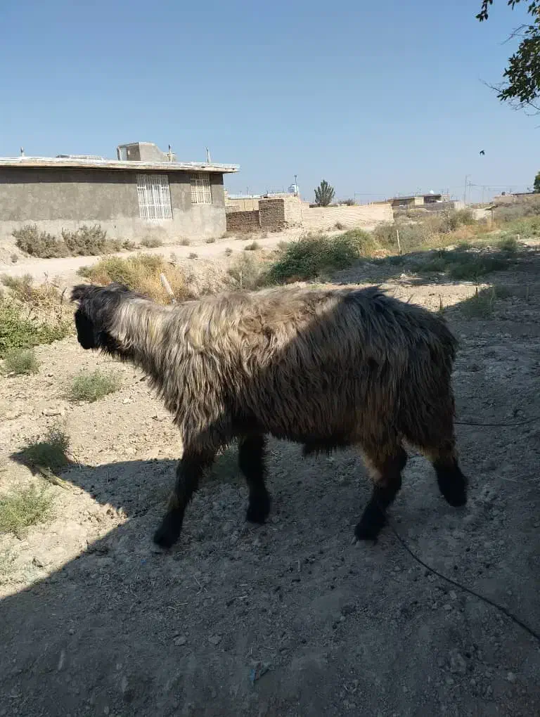 سلام یک عدد کاوه قوچ ته بختیاری ب شرط|حیوانات مزرعه|شیراز, رحمت‌آباد|دیوار