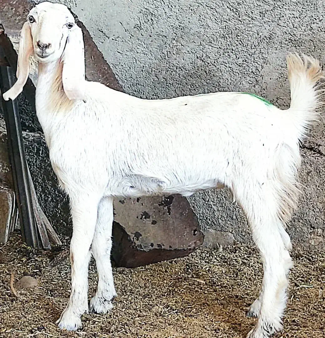 بز،تیشتر ماده گلابی، تکاوری،کهره نر بوئر|حیوانات مزرعه|وحدتیه, |دیوار