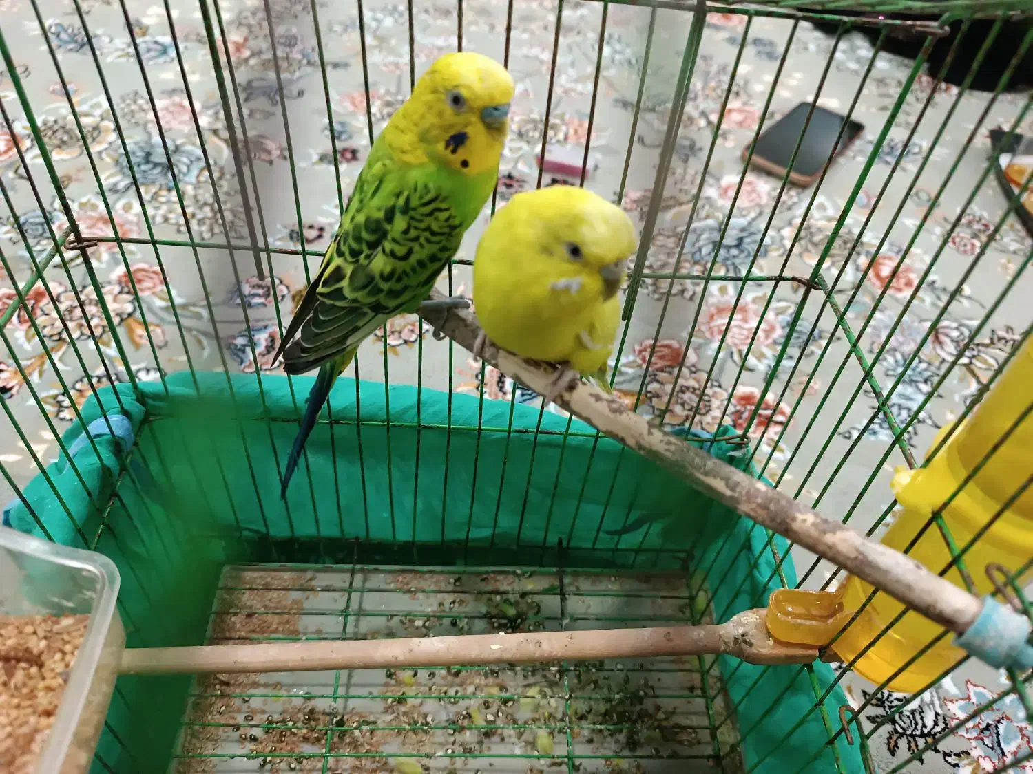 مرغ عشق|پرنده|جوانرود, |دیوار