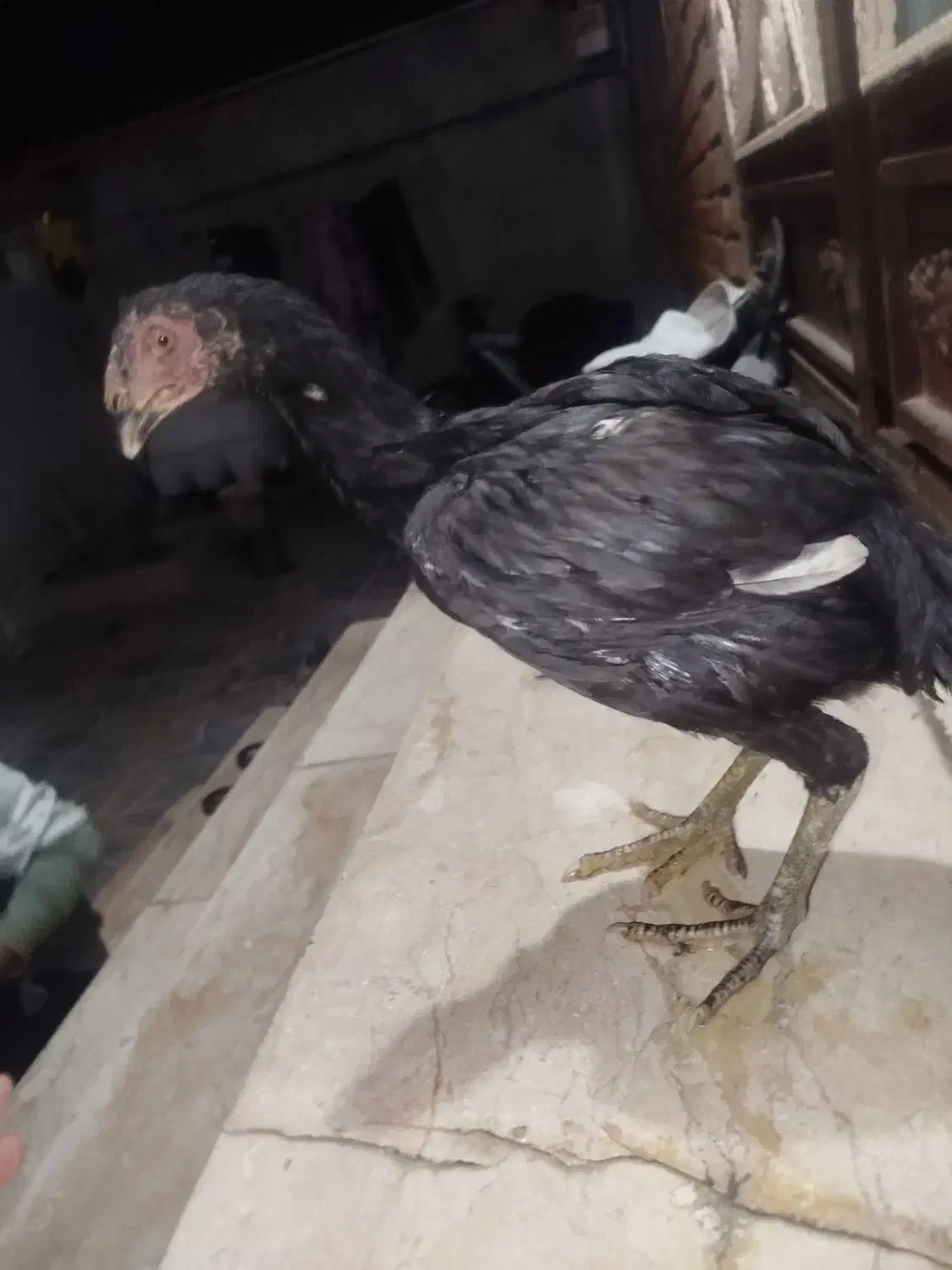 جوجه لاری|حیوانات مزرعه|سرپل ذهاب, |دیوار