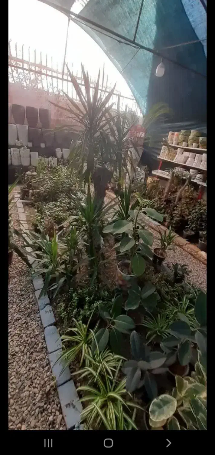 واگذاری گلخانه|گل و گیاه طبیعی|یزد, |دیوار