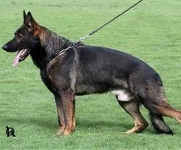 واگذاری مالینویز|سگ|رشت, بوسار|دیوار