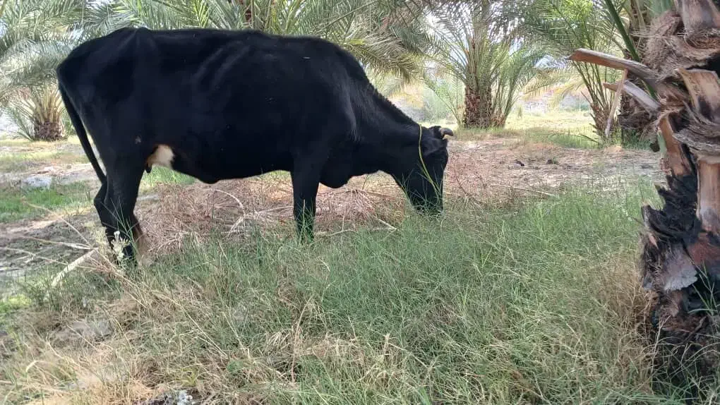 گاو آوس|حیوانات مزرعه|کهنوج, |دیوار