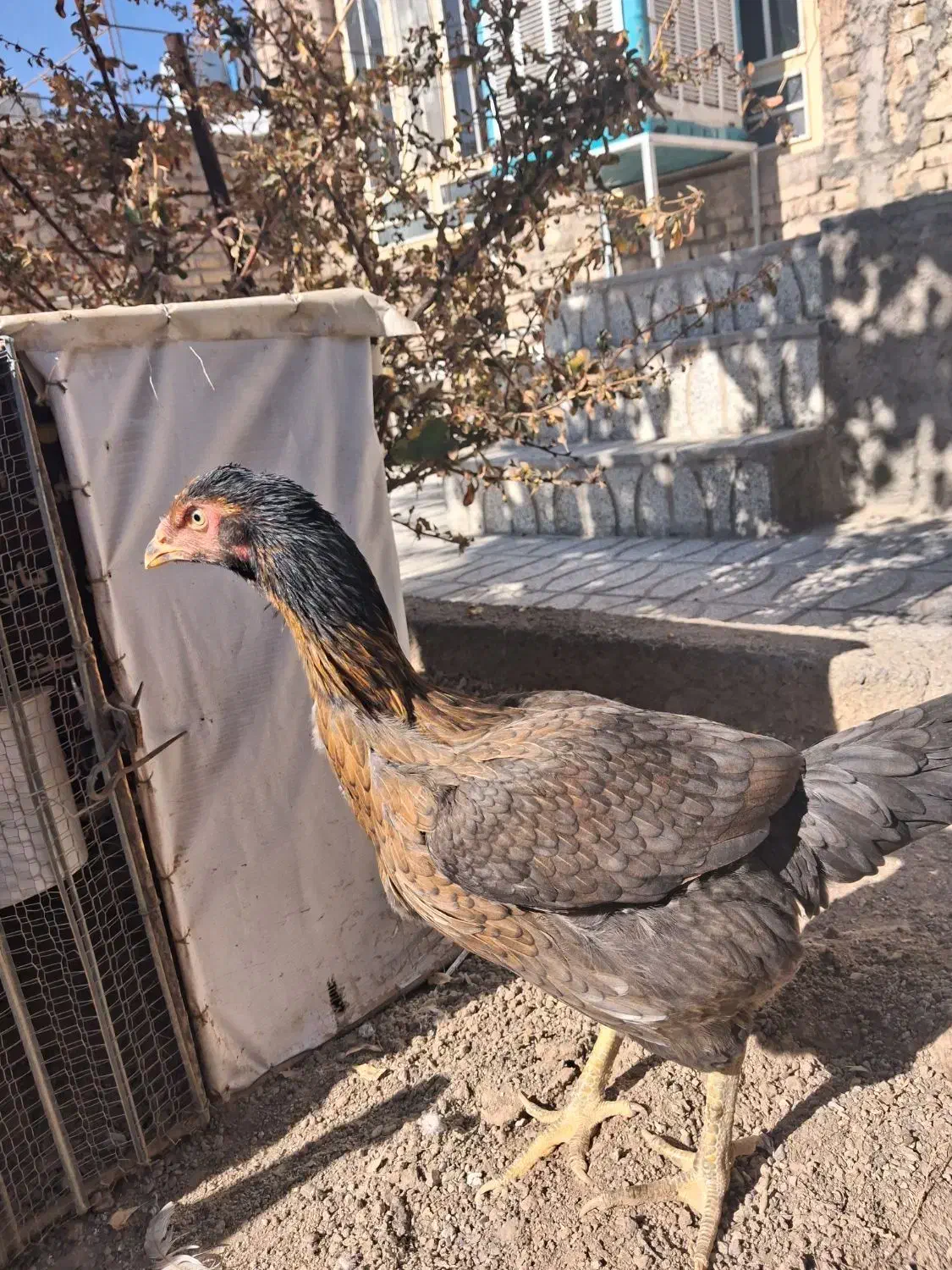 مرغ لاری|حیوانات مزرعه|تربت‌حیدریه, بی بی حسنیه|دیوار