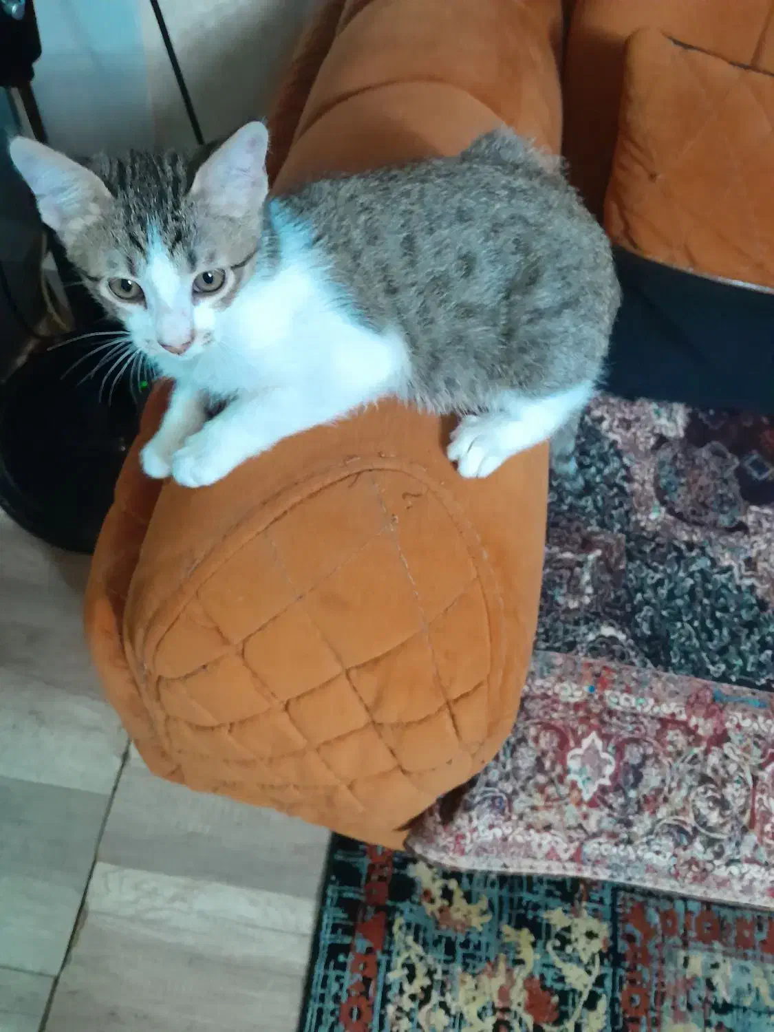 واگذاری گربه|گربه|رباطکریم, رباطکریم|دیوار