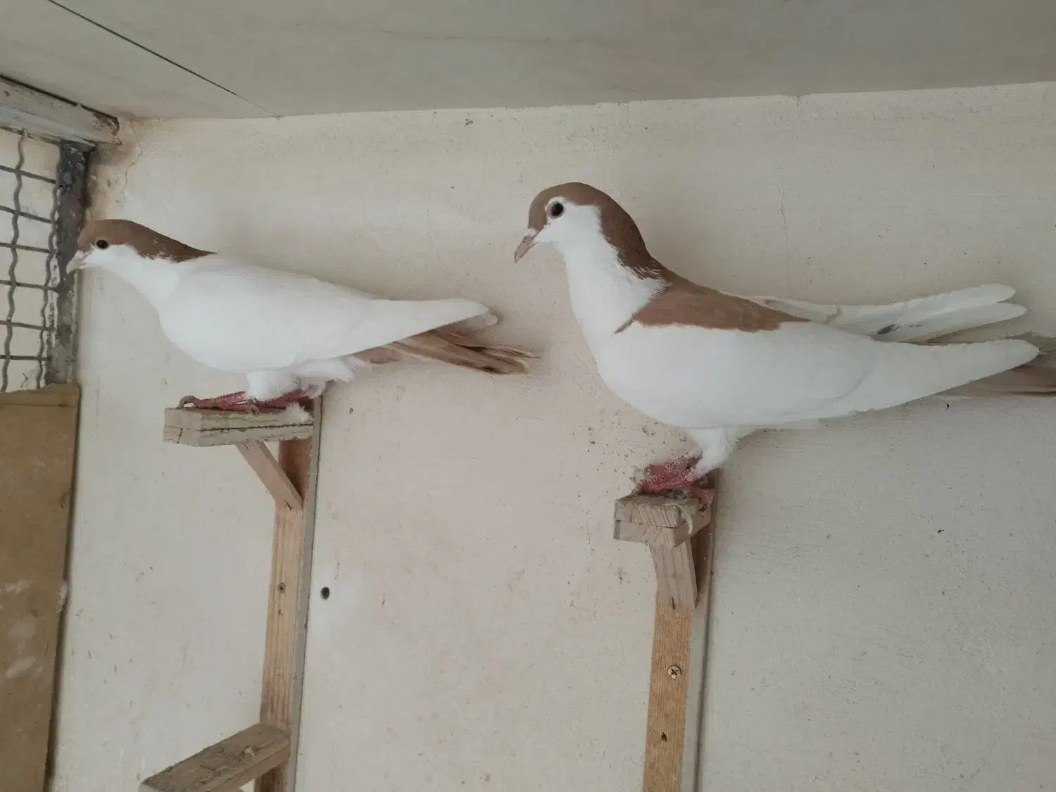 کبوتر|پرنده|مشهد, احمدآباد|دیوار