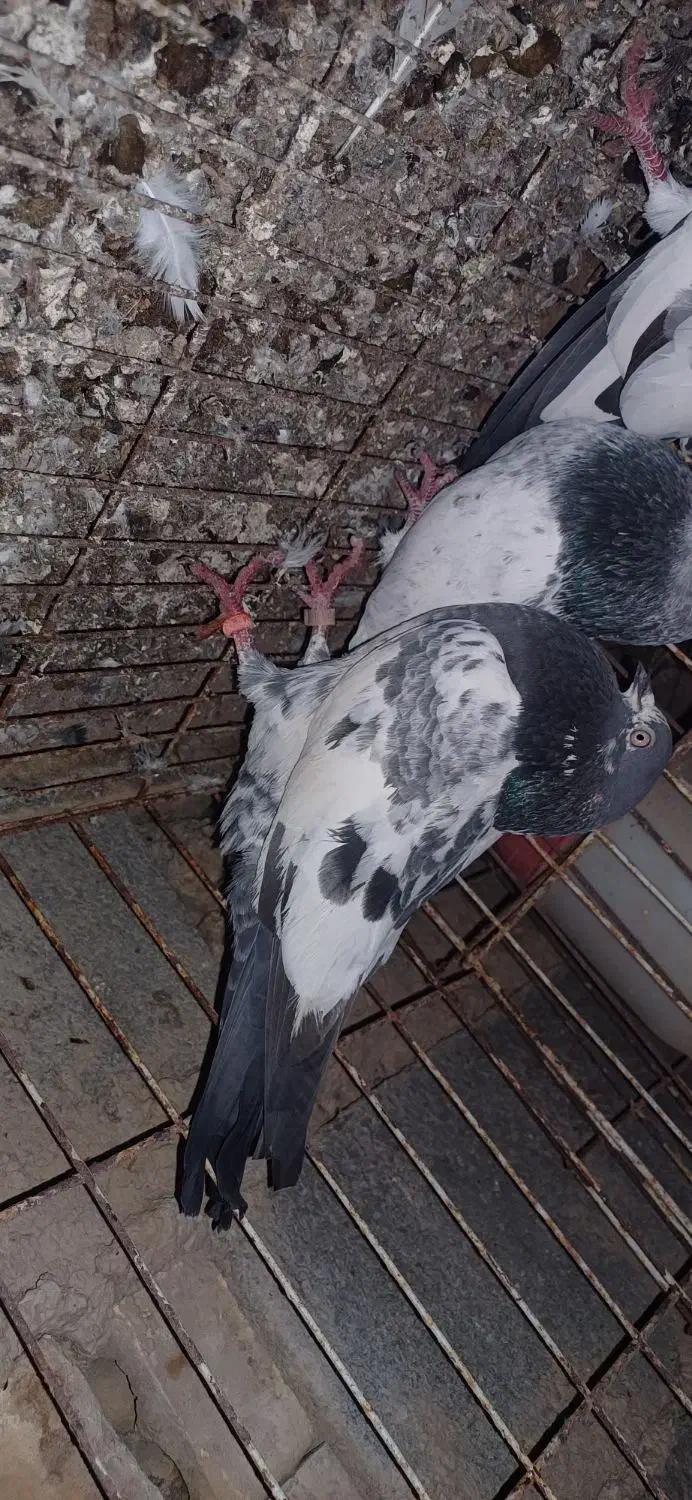 پاکستانی|پرنده|بندر امام خمینی, |دیوار