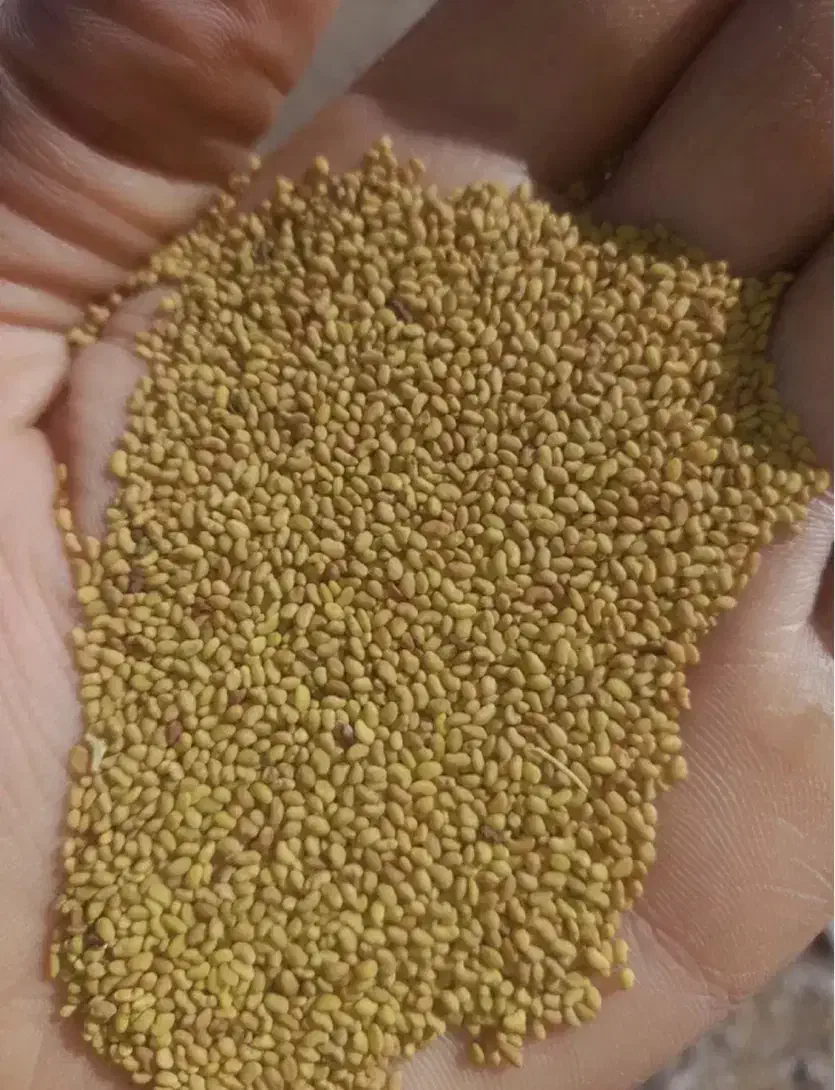 بذر یونجه|عمده‌فروشی|تهران, استاد معین|دیوار