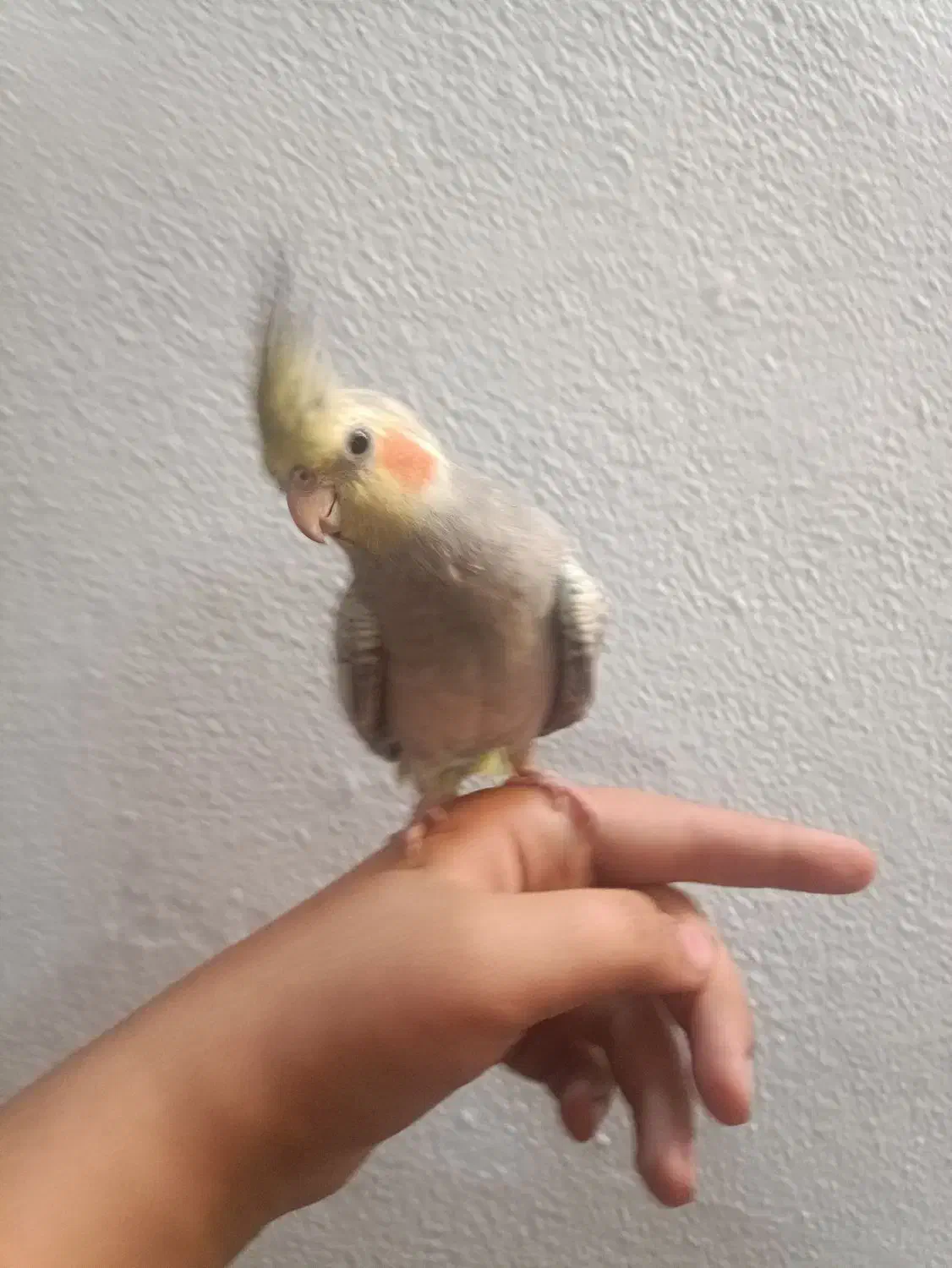 عروس هلندی گمشده خیابان فاطمه زهرا کوثر۴|حیوانات|اسلامشهر, مطهری|دیوار