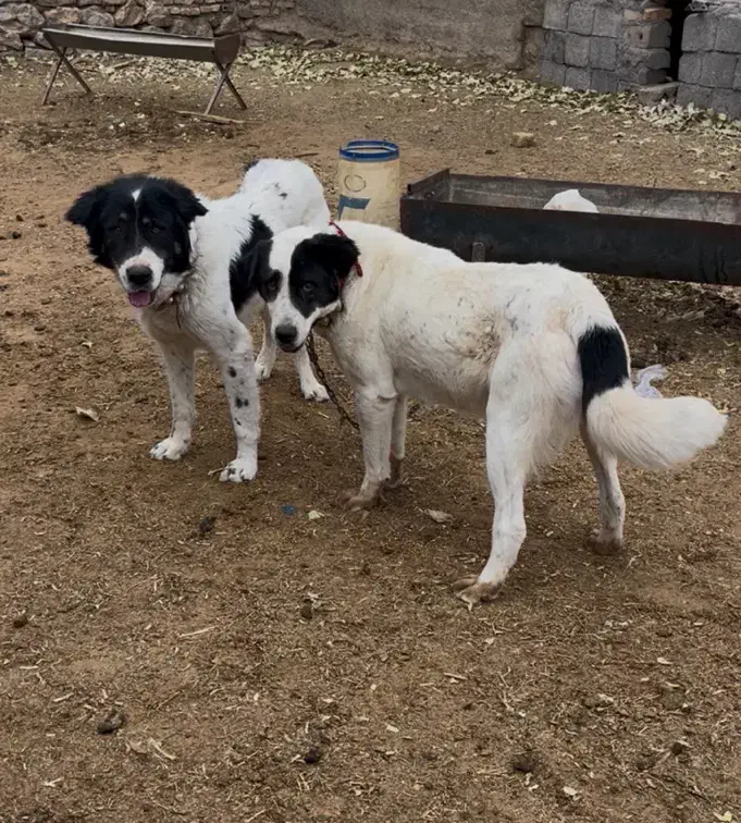 سگ گله|سگ|داران, |دیوار