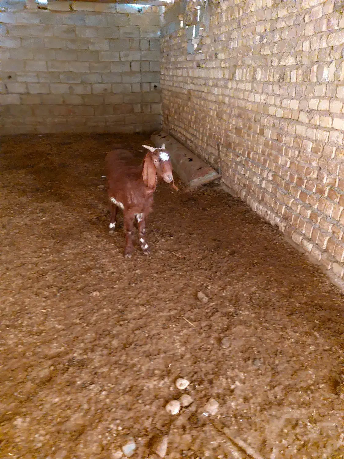 بز پاکستانی|حیوانات مزرعه|اسفرورین, |دیوار