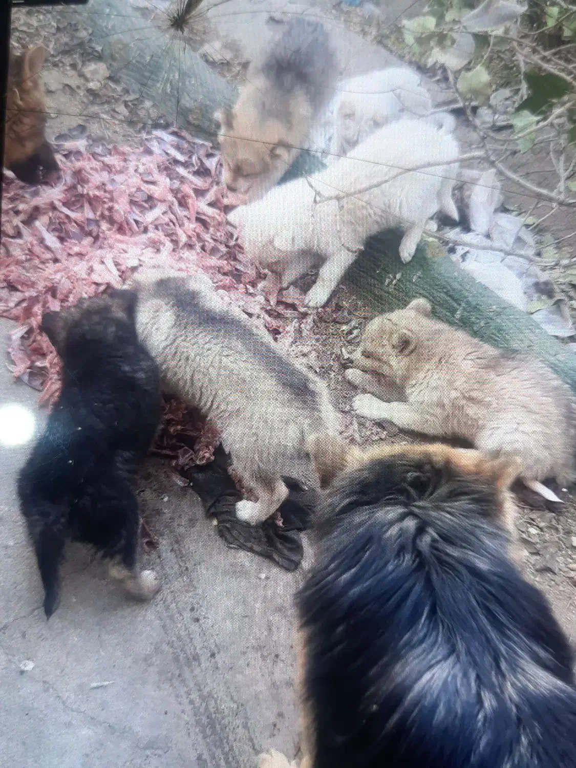 سگ ژرمن|سگ|قائن, |دیوار