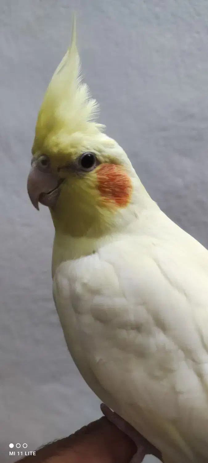 عروس هلندی ماده|پرنده|شیرود, |دیوار