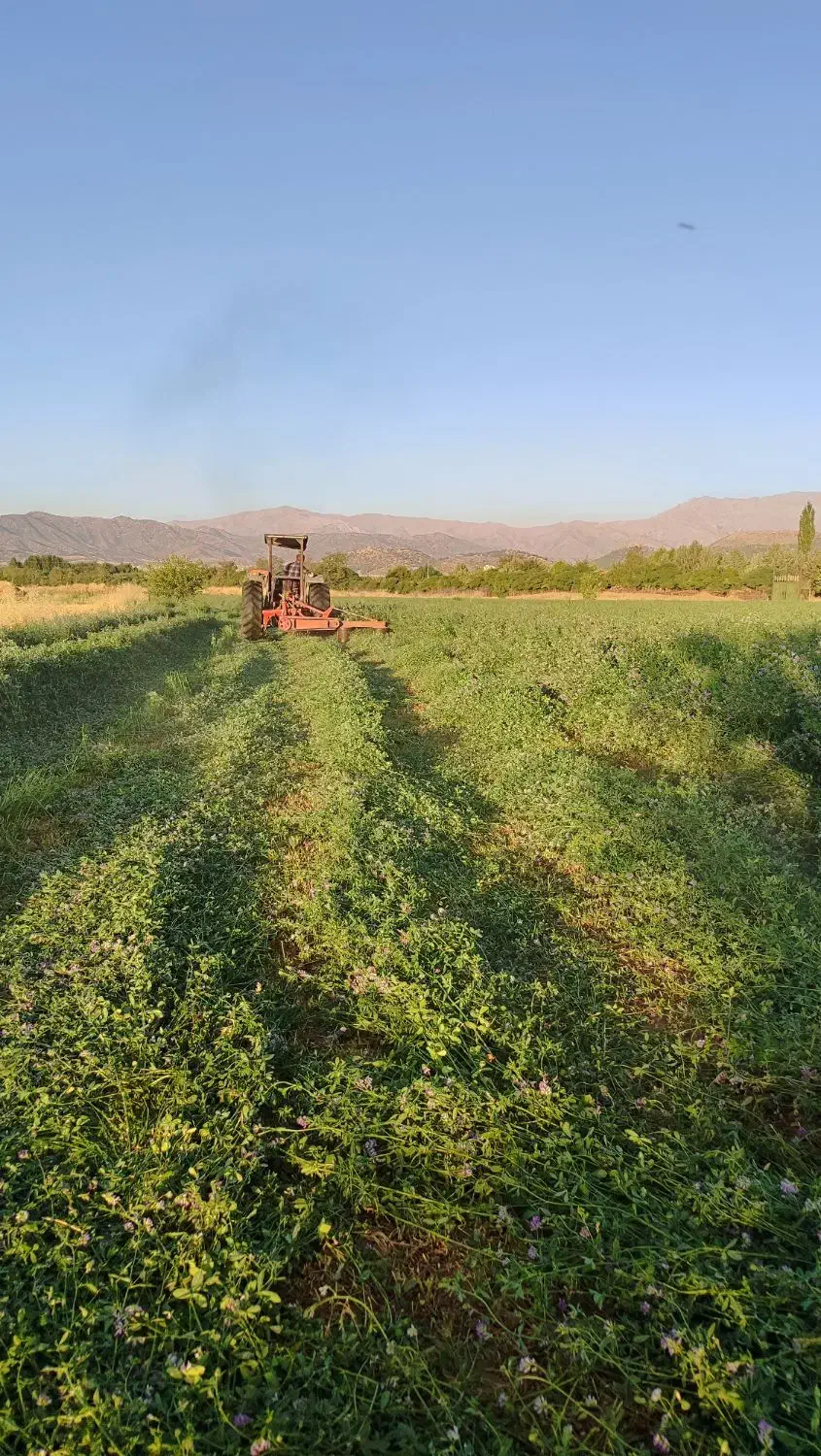 یونجه درجه یک|لوازم جانبی حیوانات|کامیاران, |دیوار