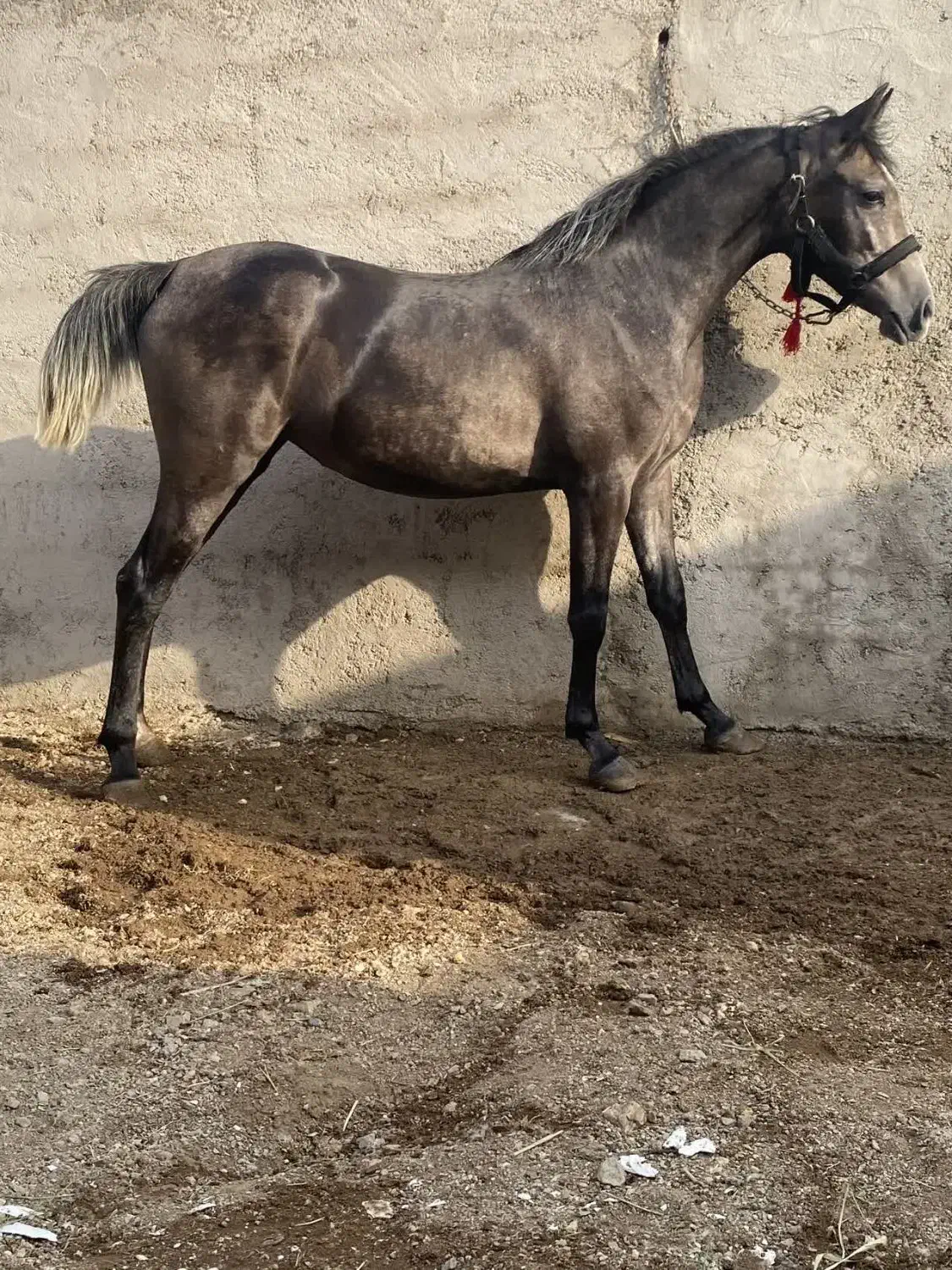 کره مادیون نیله ترکی|اسب و تجهیزات اسبسواری|ساوه, |دیوار