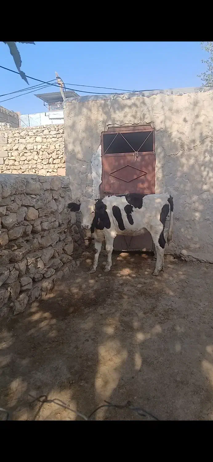 گاو تلیسه|حیوانات مزرعه|هندمینی, |دیوار