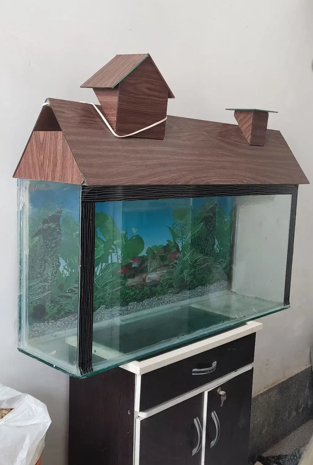 آکواریوم|ماهی|میاندوآب, |دیوار