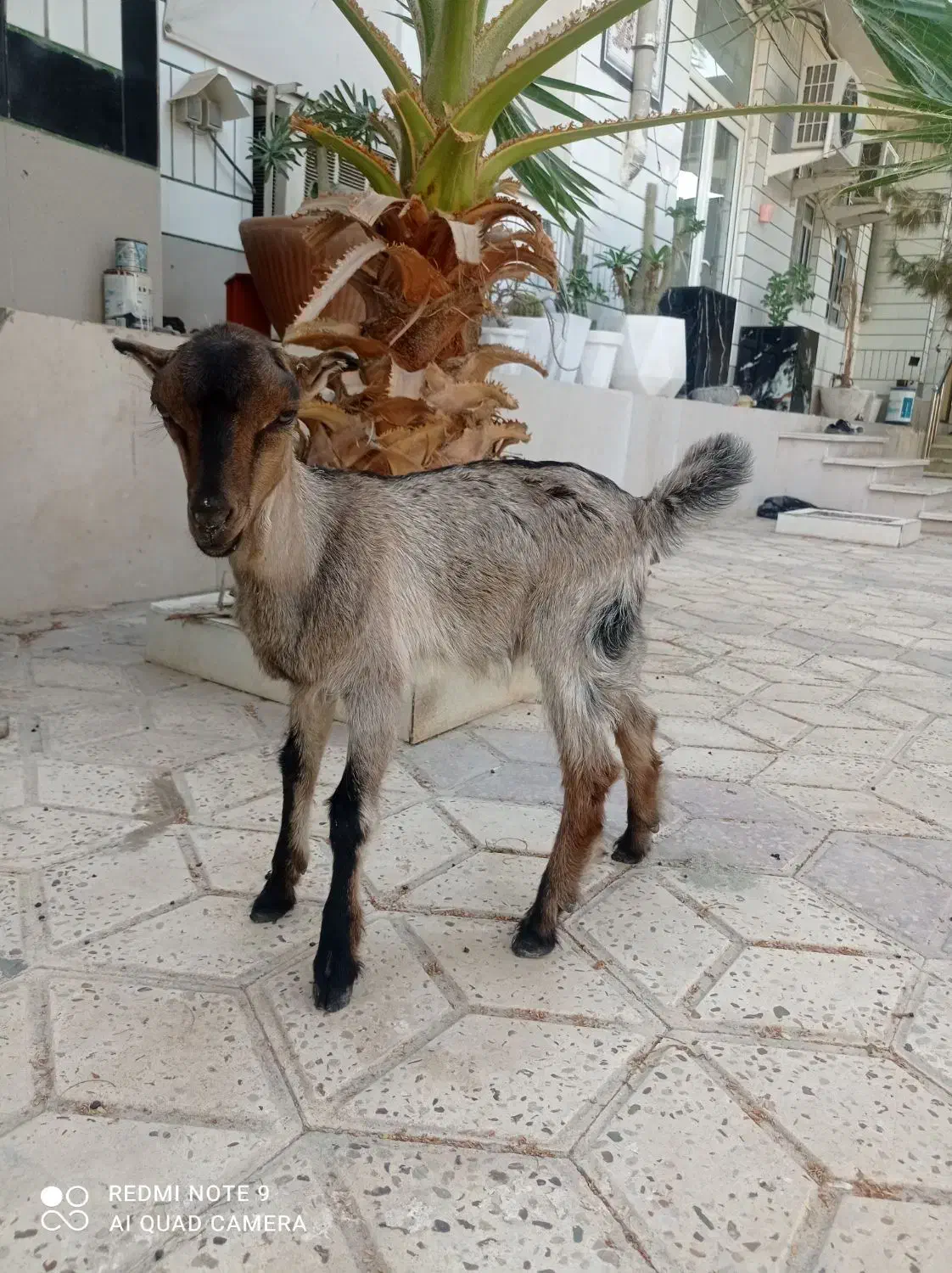 کهره ماده|حیوانات مزرعه|چغادک, |دیوار