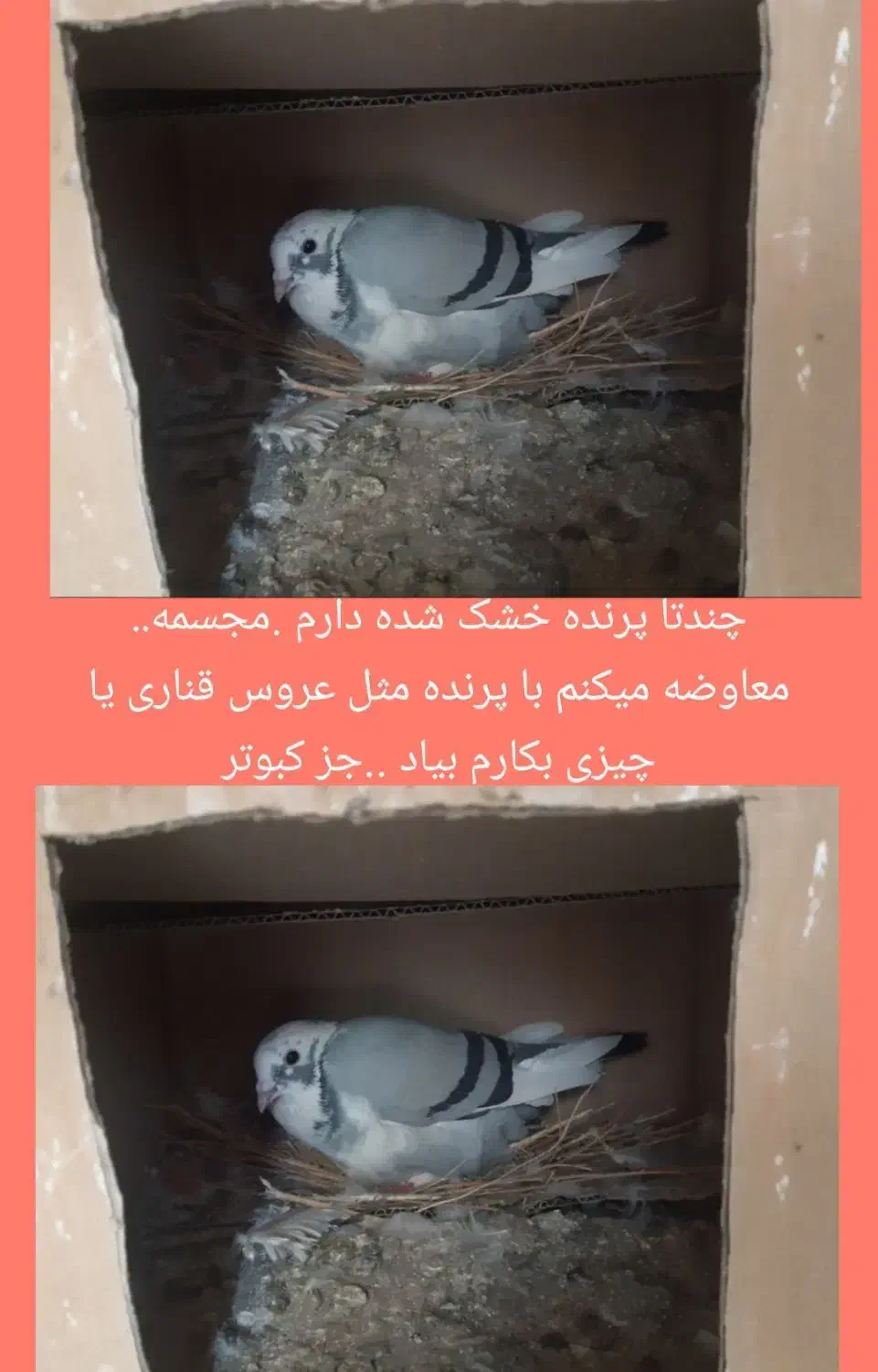 معاوضه با پرنده|پرنده|محمدشهر, شهرک پیام (مهرالبرز)|دیوار