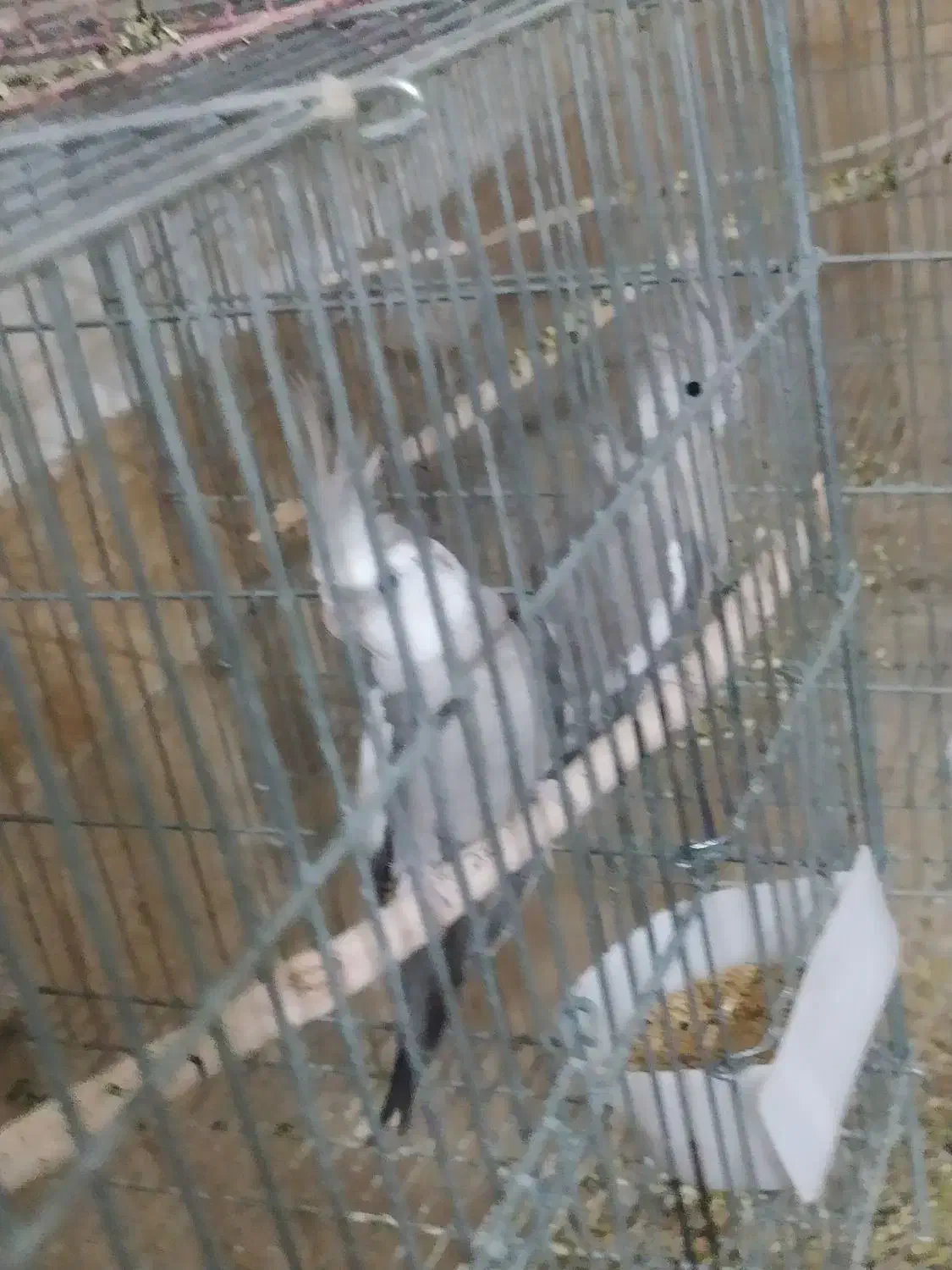 وایت فیس کینگ سایز|پرنده|رامشیر, |دیوار