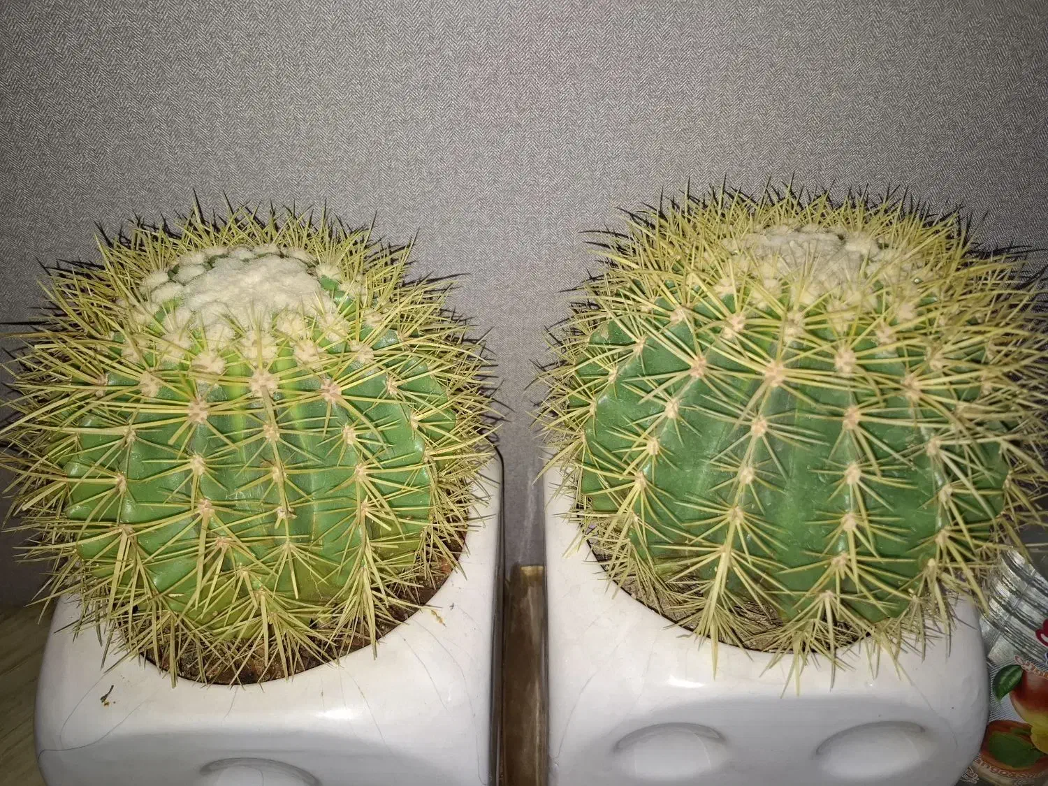 کاکتوس اچینو|گل و گیاه طبیعی|دورود, |دیوار