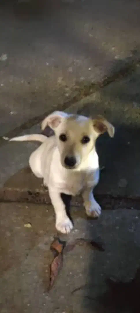 یک سگ کوچک پیدا شده|حیوانات|نشتارود, |دیوار