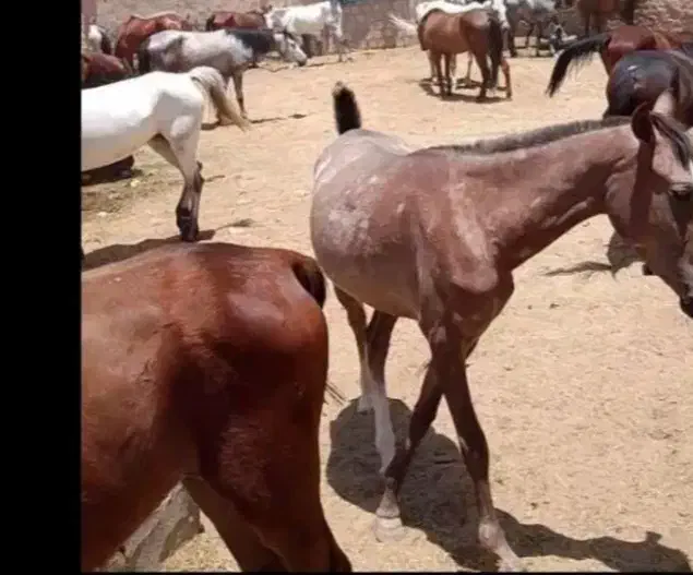 خرید وفروش اسب پالونی وبارکش به قیمت خوب|اسب و تجهیزات اسبسواری|اصفهان, زیار|دیوار