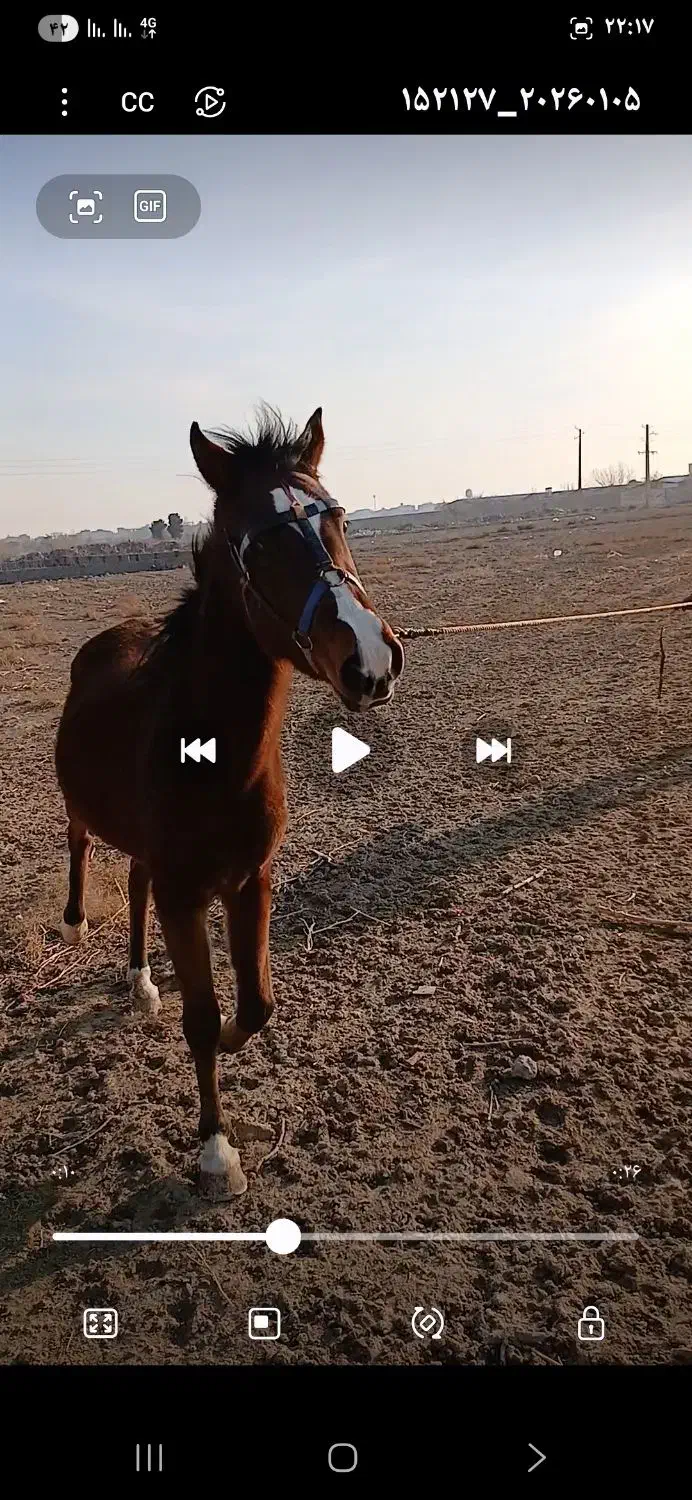 فروش اسب ماده|اسب و تجهیزات اسب‌سواری|بهارستان, |دیوار