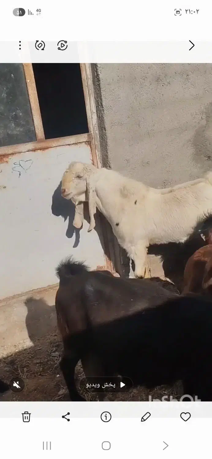 بز گلابی|حیوانات مزرعه|زرندیه, |دیوار