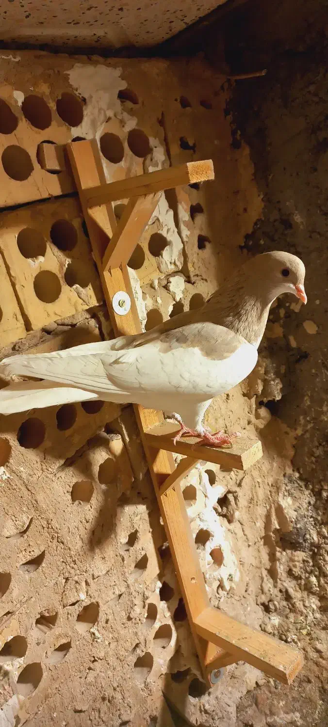 پشت هفترنگ سار موشی|پرنده|مشهد, انصار|دیوار