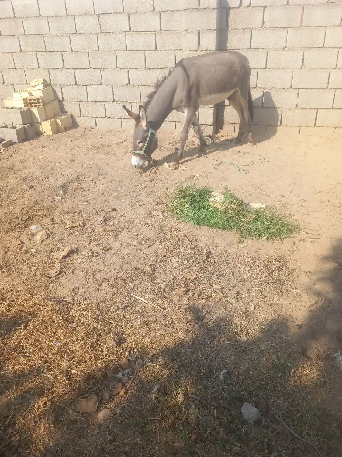 الاغ رهبار نر|حیوانات مزرعه|قلعه قاضی, |دیوار